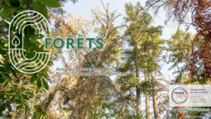 Visuel slides &eacute;cosyt For&ecirc;t