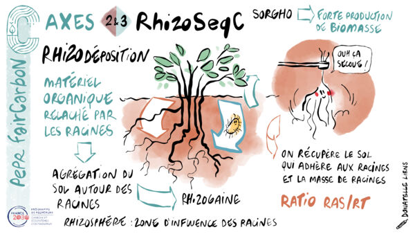 RhizoSeqC VF.JPG