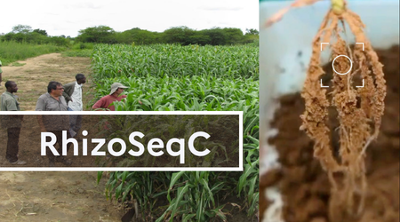 RhizoSeqC - Axe 2 (3).png