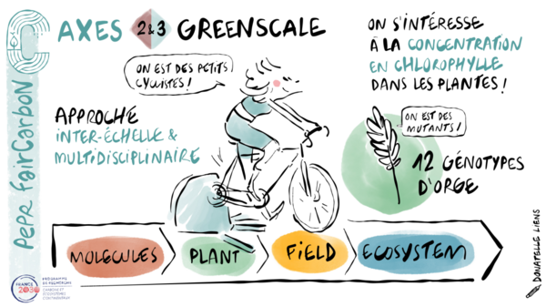 GREENSCALE dessin VF GREENSCALE dessin VF