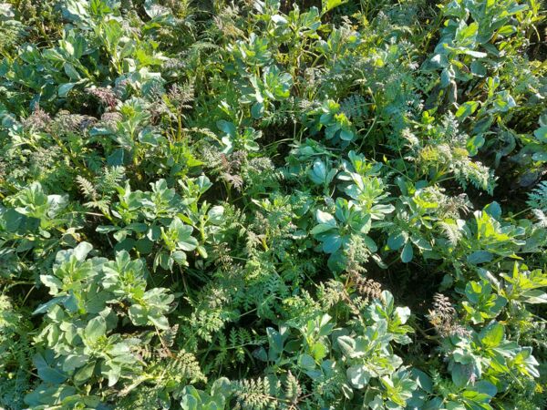 F&eacute;verole - Phac&eacute;lie.jpg