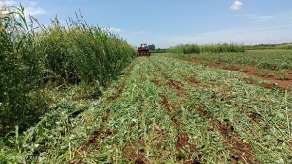 Agriculture Cambodge 1